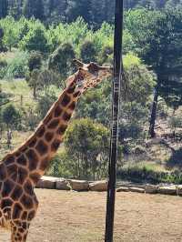 Jamala Wildlife Lodge