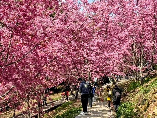 福壽山千櫻園，上千株櫻花現正滿開中！