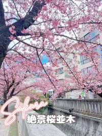 【熱海】河津桜より早い?!🌸お花見でやるべき3つのこと