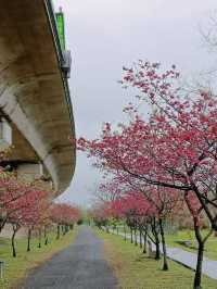 竹東生態河濱公園賞櫻美景