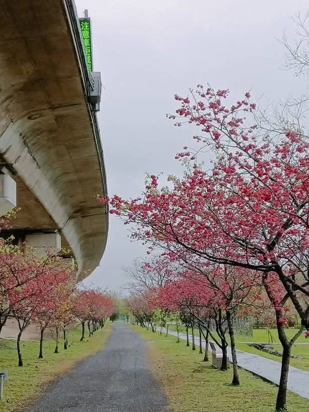 竹東生態河濱公園賞櫻美景