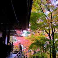 Kyoto - Eikando đừng nên bỏ qua