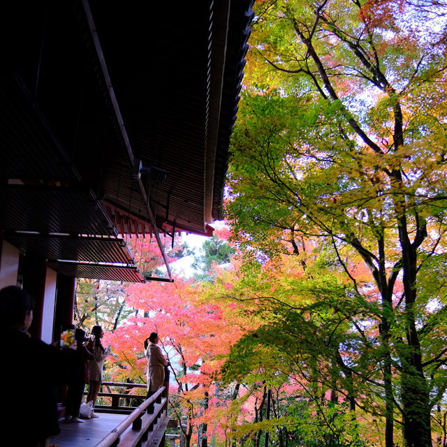 Kyoto - Eikando đừng nên bỏ qua