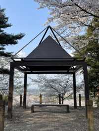 【栃木×春の那須旅】13万本の水仙と桜のコラボが見られる公園