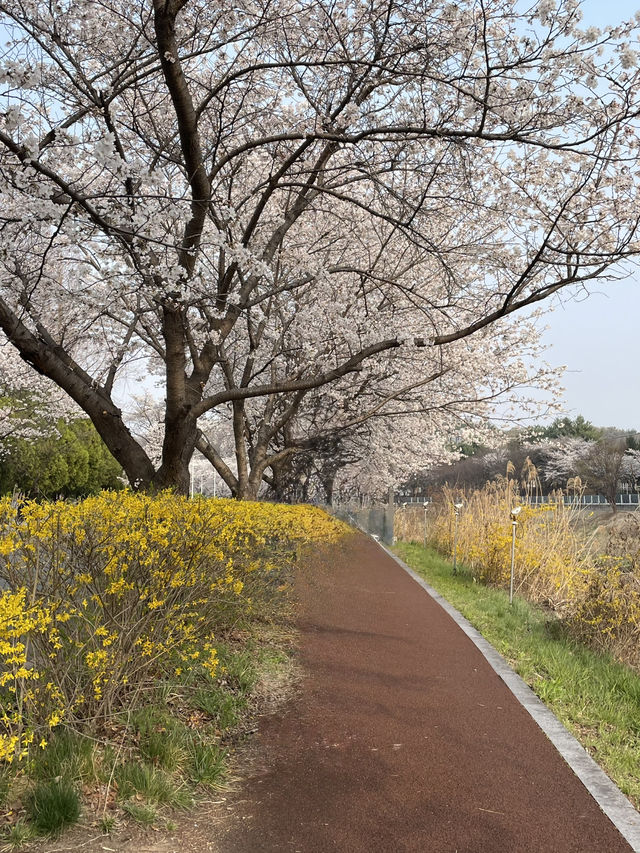 벚꽃보러가는 대전 봄 벚꽃여행 1일코스🌸🌸