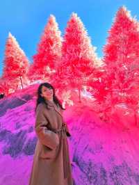 首爾 Herbisland 抱川香草花園