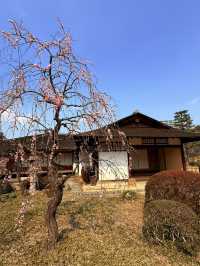 廣島｜泉水屋敷到縮景園 經過原爆悲劇後重現400年前庭園
