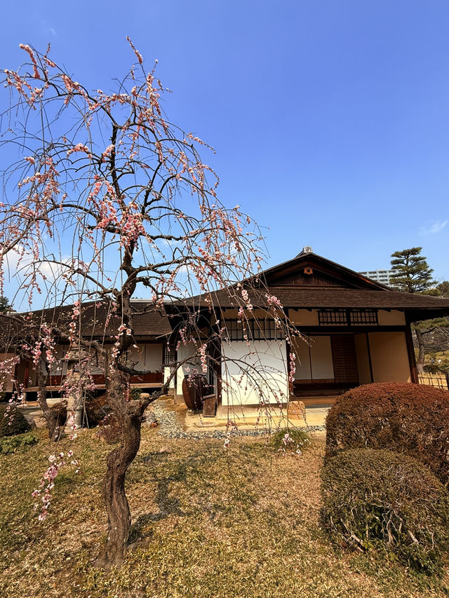 廣島｜泉水屋敷到縮景園 經過原爆悲劇後重現400年前庭園