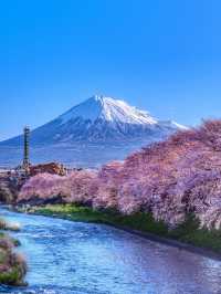 🌸【富士山櫻花季｜絕美打卡攻略】🌸