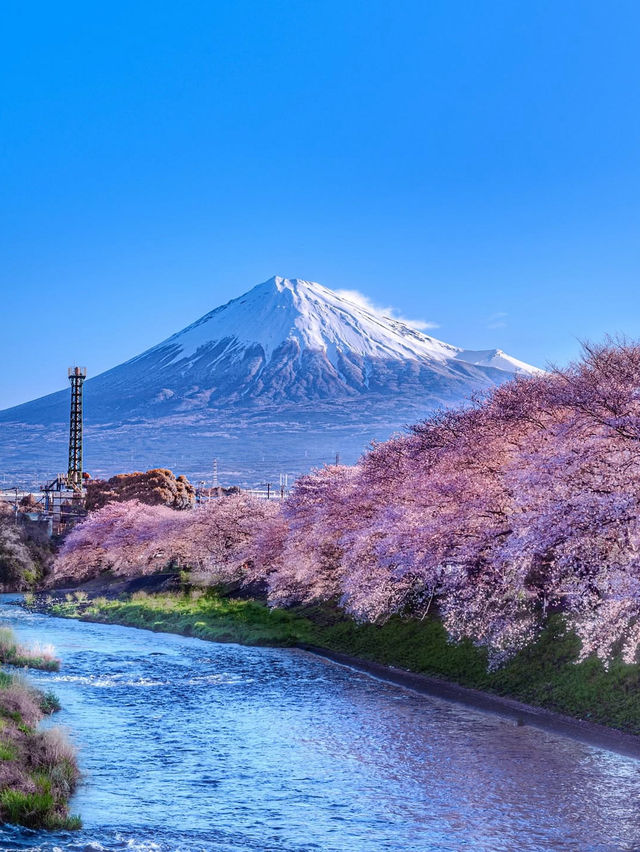 🌸【富士山櫻花季｜絕美打卡攻略】🌸