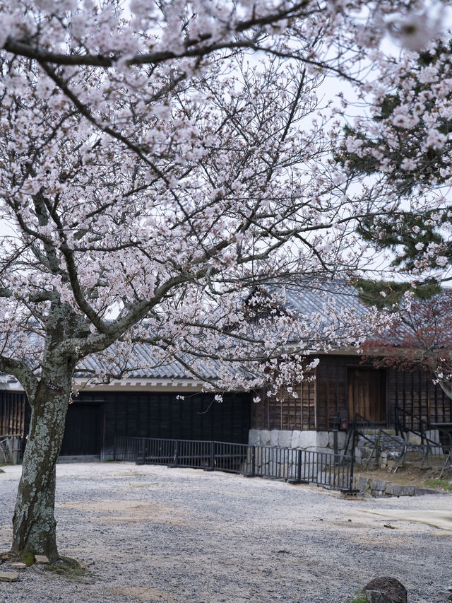 【愛媛】行かなきゃ損‼️天守閣と桜の絶景🌸歴史と春を満喫！