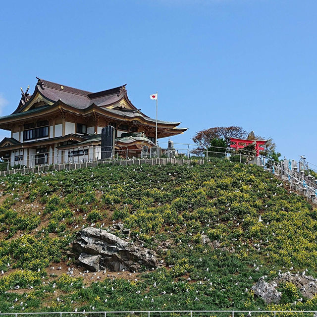 Chasing Sakura at Kabushima Island