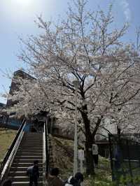 Full Bloom! Spring at Oyokogawa Shinsui Park🌷