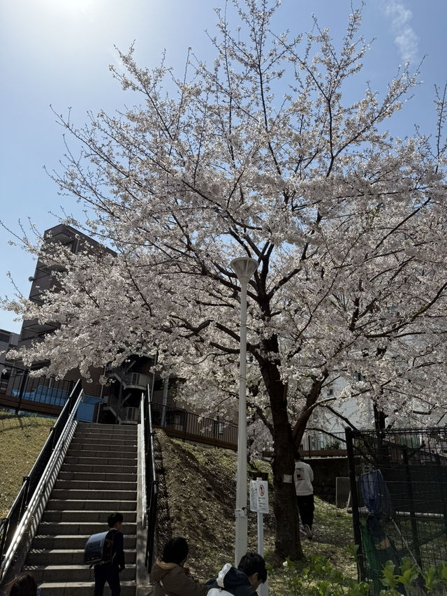 Full Bloom! Spring at Oyokogawa Shinsui Park🌷
