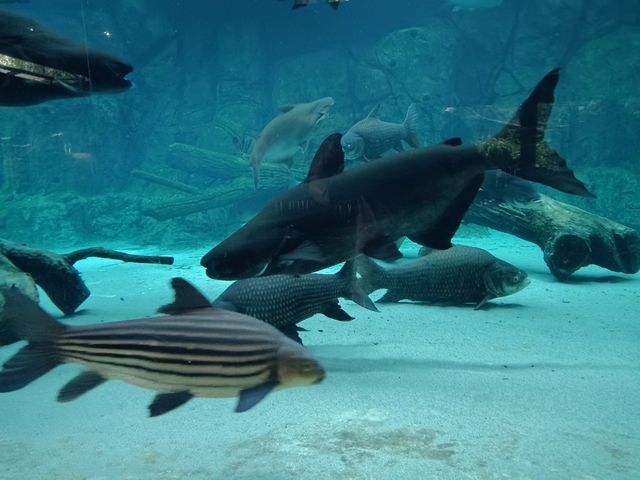 シンガポール動物園攻略！！