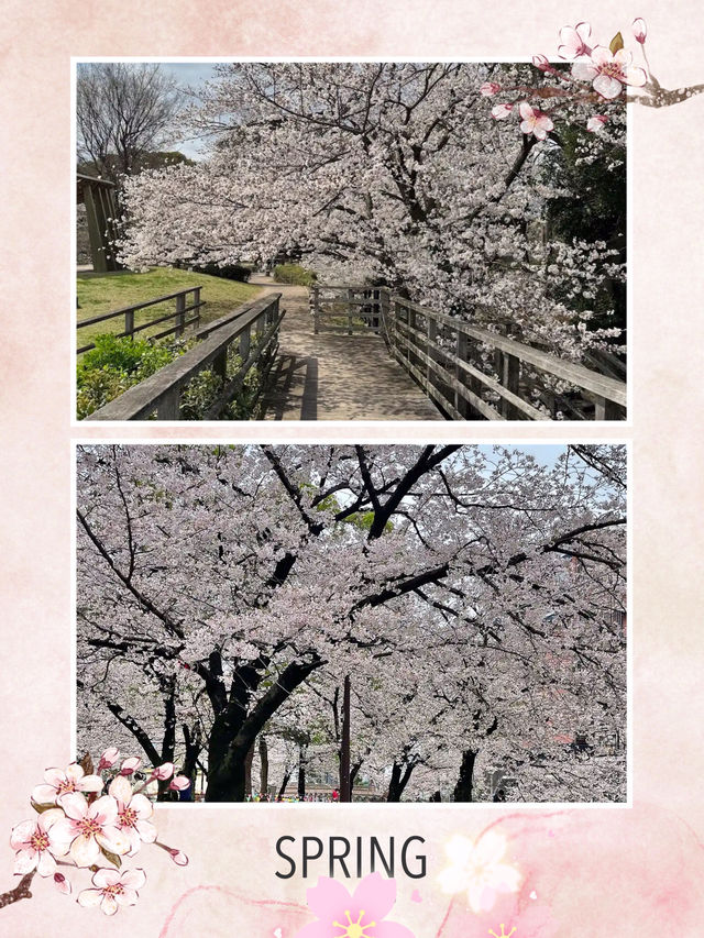福岡櫻花入圍全國100選之地😍