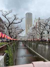 【🇯🇵】目黒川でお花見🌸