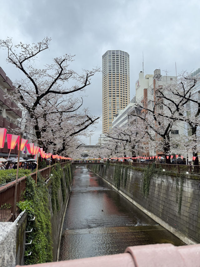 【🇯🇵】目黒川でお花見🌸