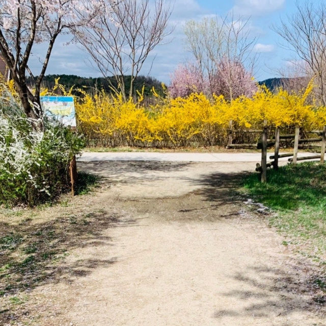 경기도 벚꽃명소