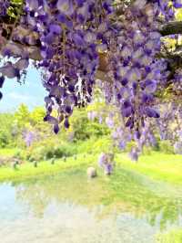 淡水｜紫色浪漫來襲 紫藤花園日本紫藤賞花期只有兩周