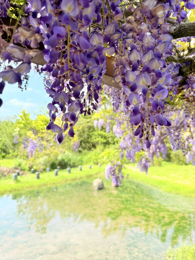 淡水｜紫色浪漫來襲 紫藤花園日本紫藤賞花期只有兩周