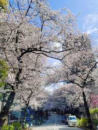 Full Bloom! Spring at Ark Hills🌸