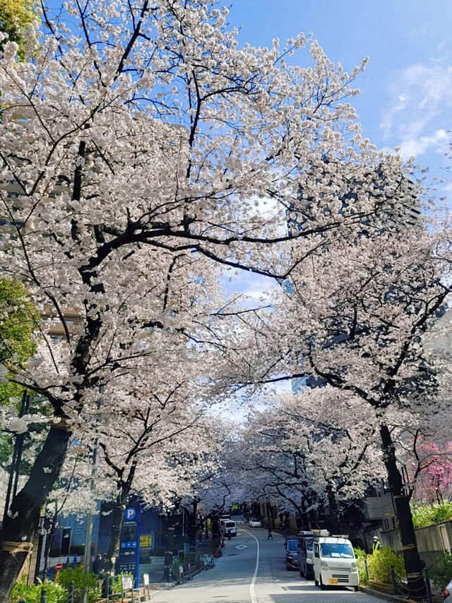 Full Bloom! Spring at Ark Hills🌸