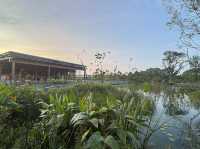 Wandering Through Stillness: A Solo Day at the Chinese and Japanese Gardens in Singapore