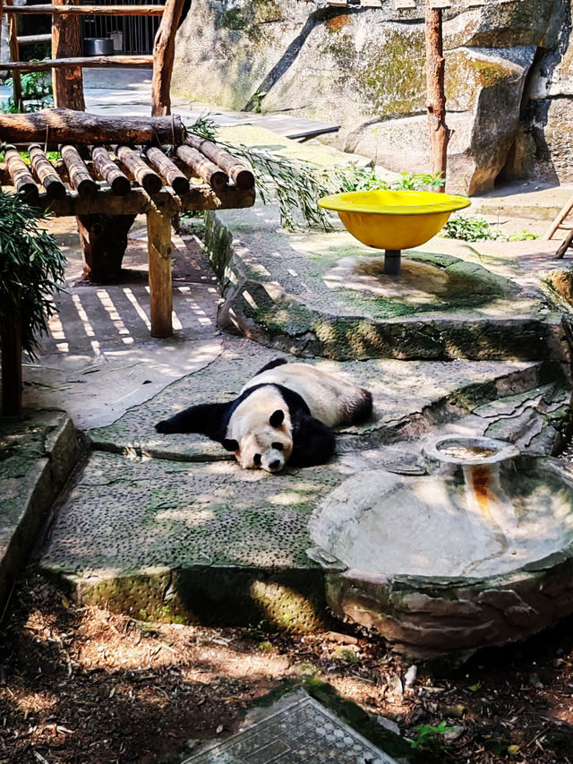 8 Days of Chongqing's Urban Evolution: Where History Meets Hipster Revival