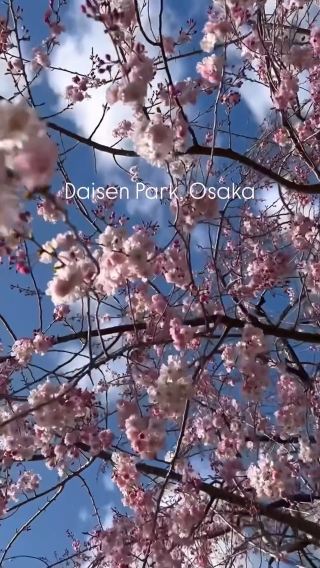 Spring at Daisen Park: A Historic Cherry Blossom Spot