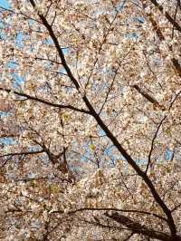 Under a Blossom Canopy: The Enchantment of Yunjung Road