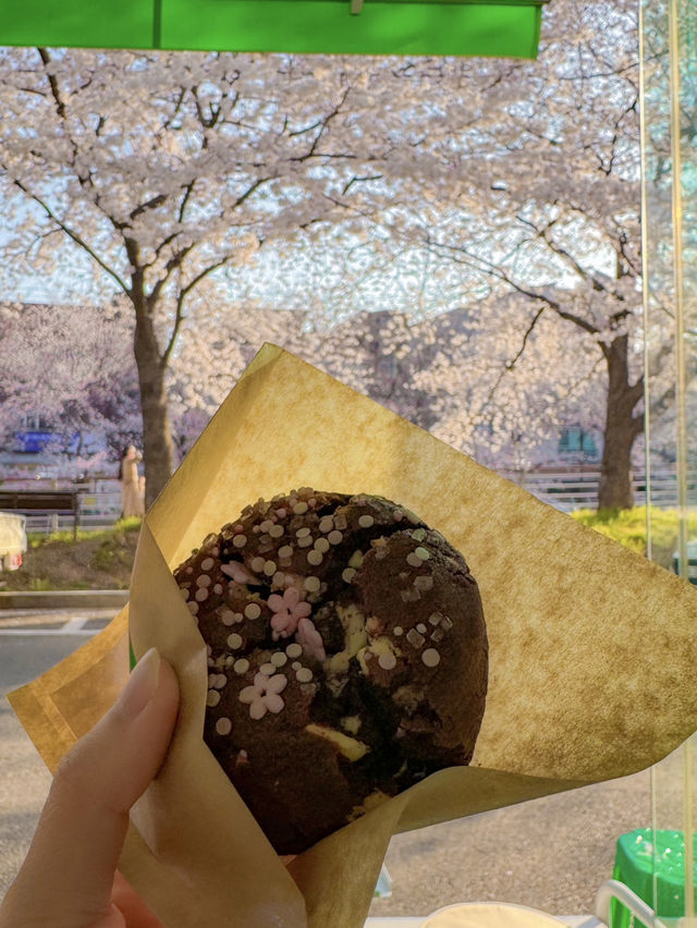 벚꽃이 한가득 보이는 벚꽃길 바로 옆 카페, 샷로스터스