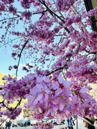 Alisan welcomed cherry blossom!