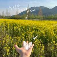 실시간 유채꽃이 만개한 양산 황산공원 💛