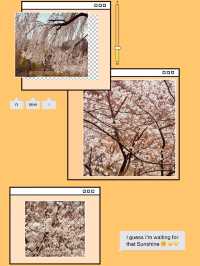 Urban Bloom Escape: Yangjaecheon's Accessible Cherry Blossom Beauty for City Dwellers 