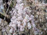 ซากุระที่สวนอุเอโนะ โตเกียว 🌸🌸🌸