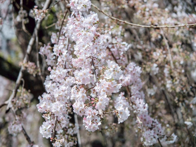 ซากุระที่สวนอุเอโนะ โตเกียว 🌸🌸🌸