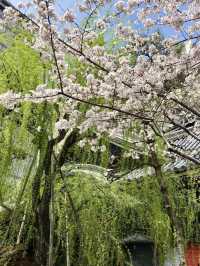 The Stunning Weeping Cherry Blossoms of Rokkakudo Chohoji