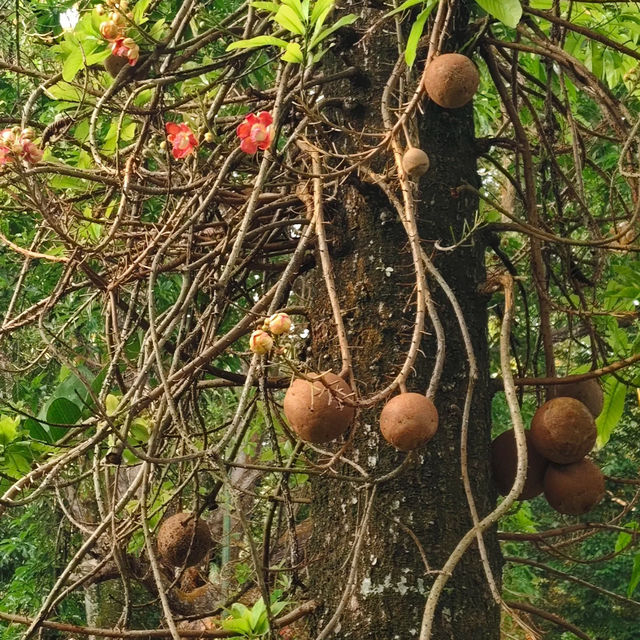 裕廊湖花園•熱帶奇花異卉