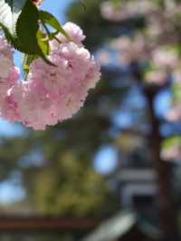 【金沢×尾山神社】 ステンドグラスの個性的な神門 八重桜が素晴らしい