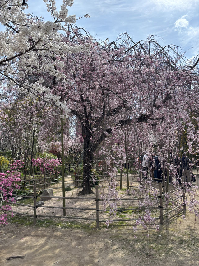 Japan Cherry Blossom 