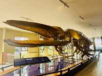 Museum of Oceanography