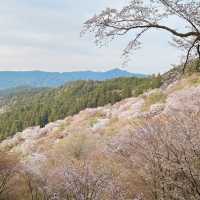吉野山賞櫻｜傳說中的「一目千本」…
