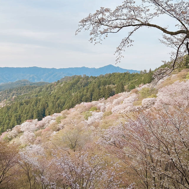 吉野山賞櫻｜傳說中的「一目千本」…