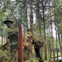 阿里山國家森林遊樂區 Alishan Forest Recreation Area