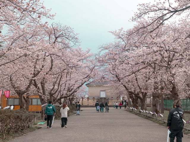在高田城址公園賞櫻