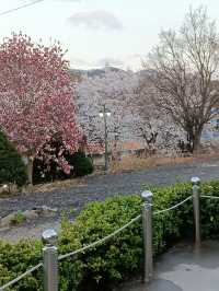 Blush Pink Paradise — Cherry Blossom Season on Nami Island