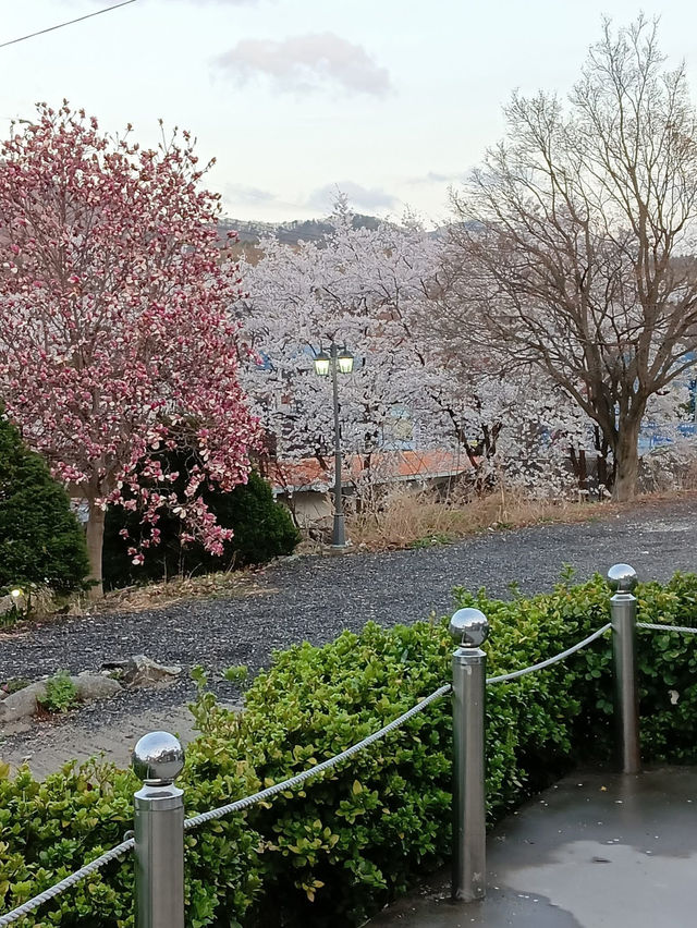 Blush Pink Paradise — Cherry Blossom Season on Nami Island