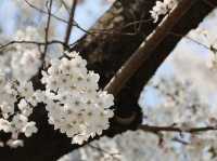 安養川の桜スナップ🌸📷リピートしたくなる春の癒し空間
