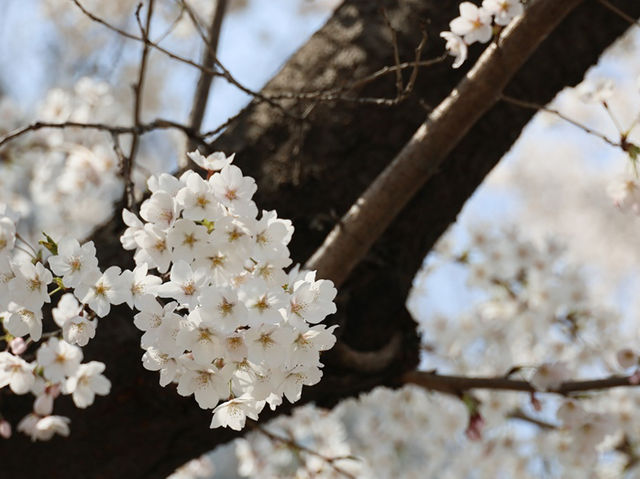 安養川の桜スナップ🌸📷リピートしたくなる春の癒し空間